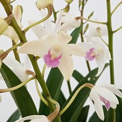 園芸ネット本店｜キンギアナム の商品一覧【公式】