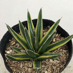 園芸ネット本店｜観葉植物:アガベ の商品一覧 【公式】