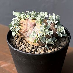 園芸ネット本店｜the Farm UNIVERSAL ファームユニバーサルセレクト