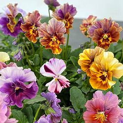 園芸ネット本店｜ビオラ：エボルべ ストライプ3.5号ポット の通販【公式】