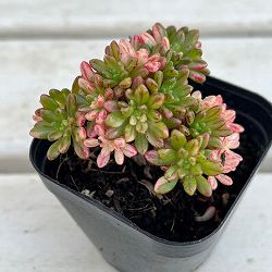 園芸ネット本店｜アエオニウム の商品一覧【公式】