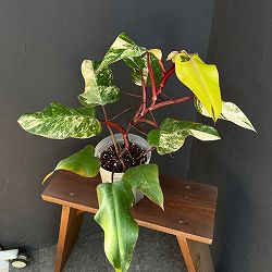 園芸ネット本店｜[ザ・ファームセレクト]フィロデンドロン