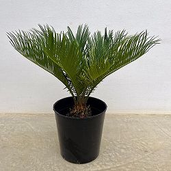 園芸ネット本店｜[ザ・ファームセレクト]ソテツ：斑入りソテツ 7号25