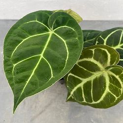 園芸ネット本店｜（わけあり特価）アンスリウム：ドラヤキ×クリスタ