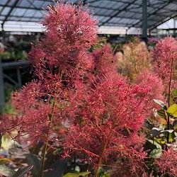 園芸ネット本店｜スモークツリー：マロンシュシュ3号ポット の通販【公式】