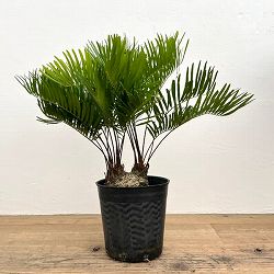 園芸ネット本店｜ディオーン：エデュレ 3.5号鉢植え の通販【公式】