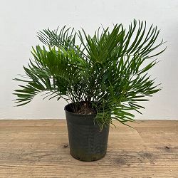 園芸ネット本店｜ザミア：フルフラセア 7号鉢植え25-01 の通販【公式】
