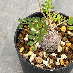 園芸ネット本店｜オペルクリカリア：パキプス（根挿し株）Mサイズ 2.5