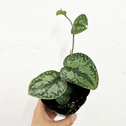 園芸ネット本店｜スキンダプサス：マヤリ 3号ポット の通販【公式】