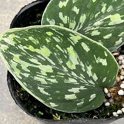 園芸ネット本店｜スキンダプサス：マヤリ 3号ポット の通販【公式】