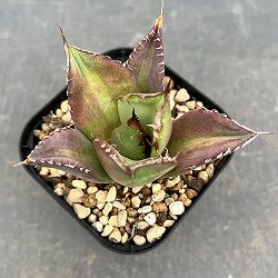 園芸ネット本店｜多肉植物を楽しもう:アガベ属 の商品一覧【公式】