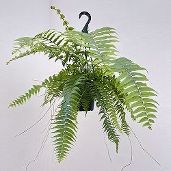 園芸ネット本店｜観葉植物:シダ類 の商品一覧 【公式】