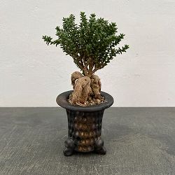 園芸ネット本店｜the Farm UNIVERSAL ファームユニバーサルセレクト