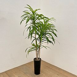 園芸ネット本店｜ドラセナ の商品一覧【公式】