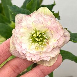 園芸ネット本店｜加藤農園さんのクリスマスローズ：26-15セミダブル