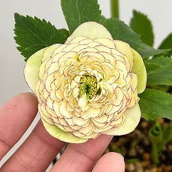 園芸ネット本店｜加藤農園さんのクリスマスローズ：26-16セミダブル