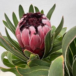 園芸ネット本店｜オージープランツ:プロテア の商品一覧【公式】