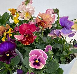 園芸ネット本店｜パンジー（フリル咲き）：アーカイブ3号ロングポット