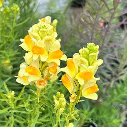 園芸ネット本店｜雪白柳葉友禅菊（せっぱくやなぎばゆうぜんぎく）3号