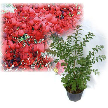 園芸ネット本店｜ニシキギ：コンパクタ3.5-4.5号ポット の通販【公式】