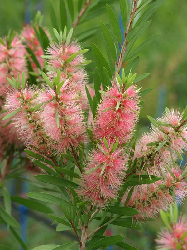 園芸ネット本店｜カリステモン：ピンクシャンパン7号ポットSTD の通販