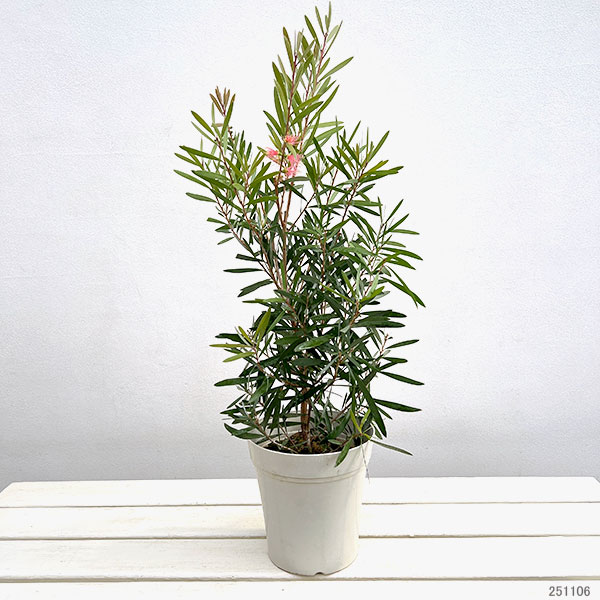 園芸ネット本店｜カリステモン：ピンクシャンパン5号ポット の通販【公式】