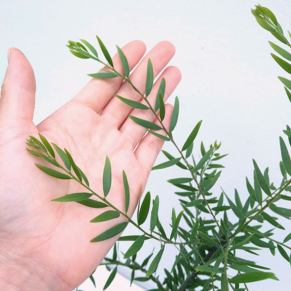 園芸ネット本店｜アカシア：ブリスベーンアカシア（フィンブリアータ