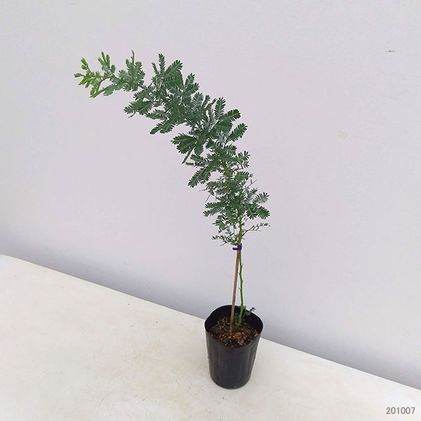 園芸ネット本店｜アカシア：ギンヨウアカシア（ミモザアカシア）3-3.5