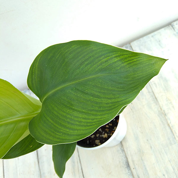 園芸ネット本店｜ストレリチア：オーガスタ4号鉢入り の通販【公式】