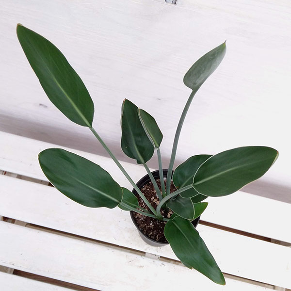 園芸ネット本店｜ストレリチア：ユンケア（ノンリーフ) 直径10.5cm