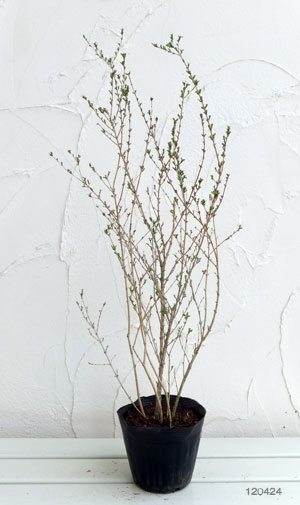 園芸ネット本店｜ハクチョウゲ（白丁花）2種セット（桃花と白花） の