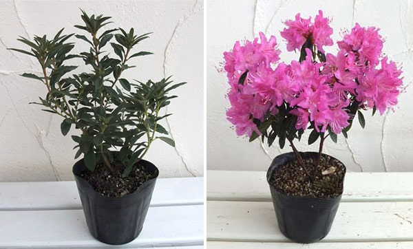 園芸ネット本店｜ツツジ：吉野（よしの）4号ポット の通販【公式】