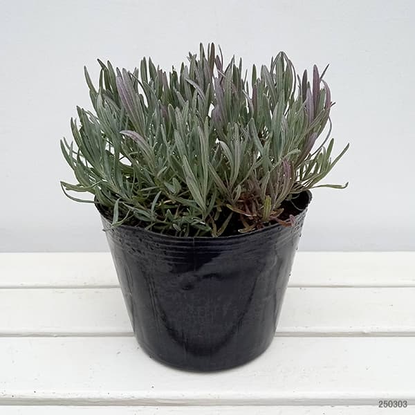 園芸ネット本店｜ラベンダー：グロッソ6号ポット の通販【公式】