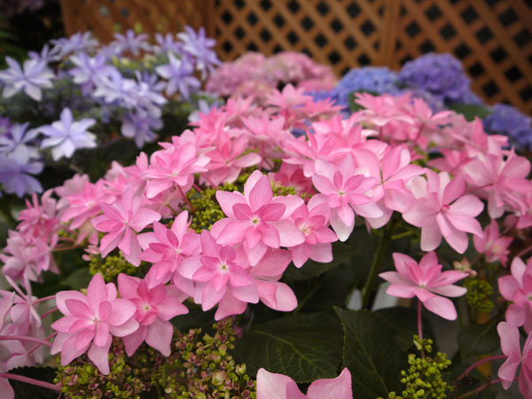 園芸ネット本店｜アジサイ：ダンスパーティー（ピンク）5号鉢植え の