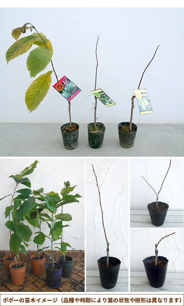園芸ネット本店｜ポポー：ウィルソン（接木苗）5号ポット の通販【公式】