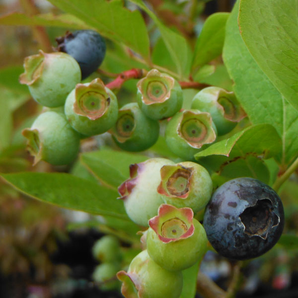 園芸ネット本店｜ブルーベリー：おおつぶ星接木苗5号ポット の通販【公式】