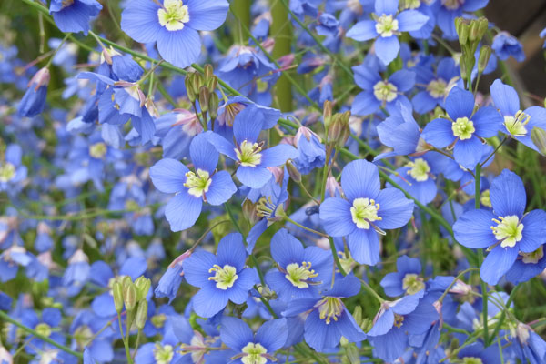 園芸ネット本店｜ヘリオフィラ3号ポット 12株セット の通販【公式】