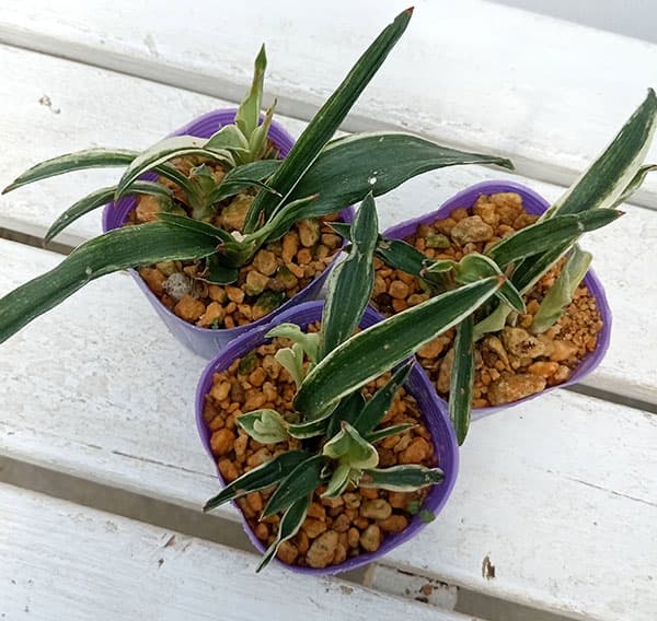 園芸ネット本店｜オモト（万年青）：群雀（ムラスズメ）2.5-3号ポット