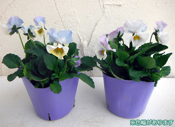 園芸ネット本店｜うえたコレクションパンジー：ジュピター3.5号ポット2