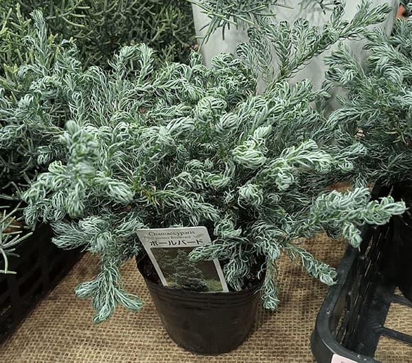 園芸ネット本店｜コニファー（サワラ）：ブルーバード(ボールバード) 3