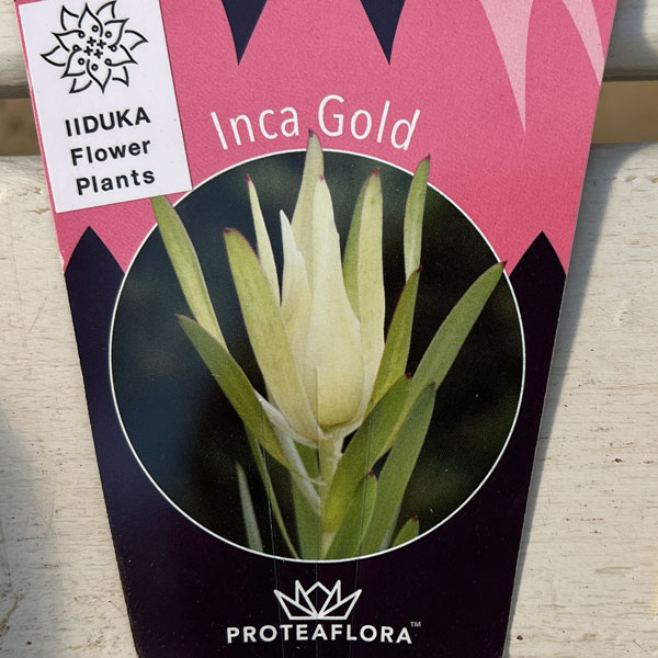 園芸ネット本店｜リューカデンドロン：インカゴールド5号ポット の通販