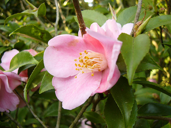 園芸ネット本店｜ツバキ（椿）：港の春（みなとのはる）曲がり 3.5号匠