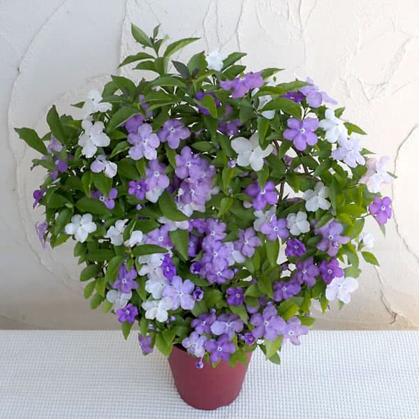 園芸ネット本店｜ニオイバンマツリ ムーン仕立て6号鉢植え* の通販【公式】