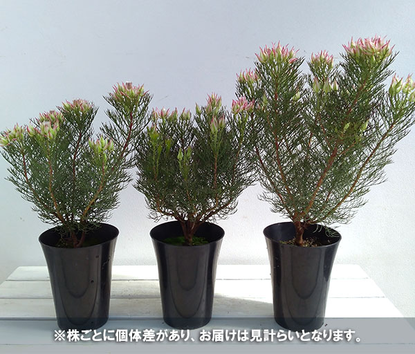 園芸ネット本店｜セルリア2種セット（プリティピンク＆カルメン）5号