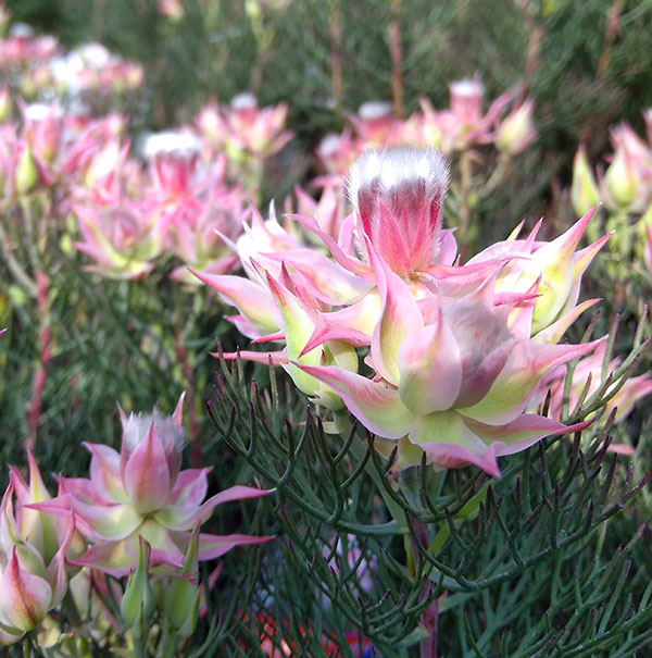 園芸ネット本店｜セルリア2種セット（プリティピンク＆カルメン）5号