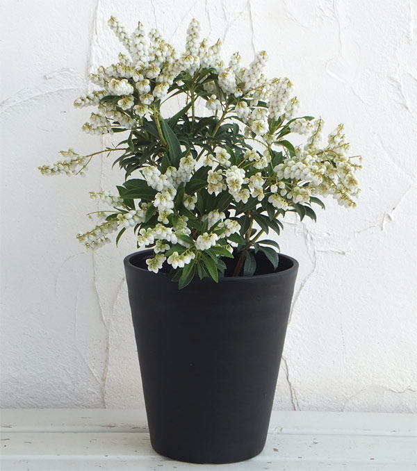 園芸ネット本店｜セラアート長鉢5号（黒） の通販【公式】