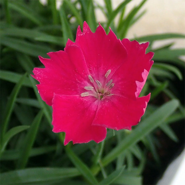 園芸ネット本店｜ナデシコ（芳香四季咲き）：かほりスカーレット3号