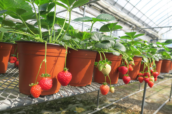 園芸ネット本店｜イチゴ（四季なり）：らくなり(R)イチゴ3号ポット* 3