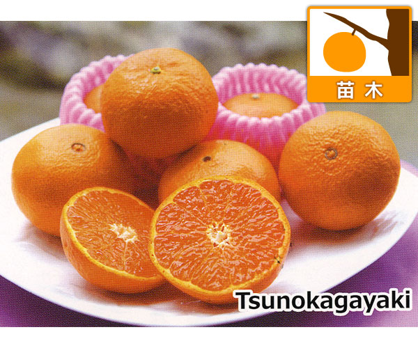 園芸ネット本店｜ミカン：津之輝（つのかがやき）4～5号ポット＊ の