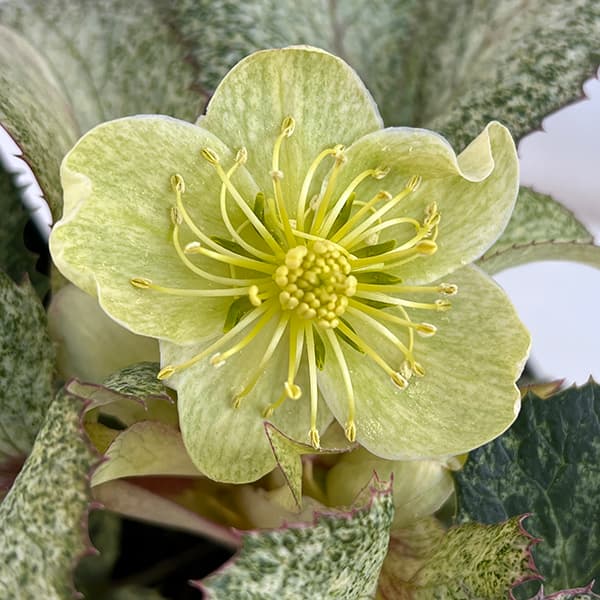 園芸ネット本店｜クリスマスローズ（原種系）：*アーグチフォリウスHGC